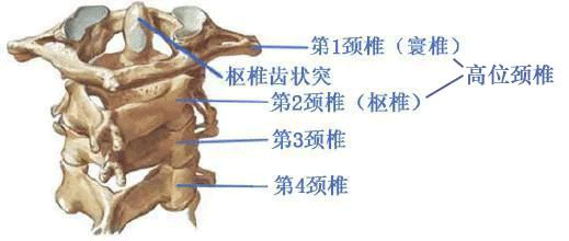 高位頸椎，我們脆弱的生命瓶頸