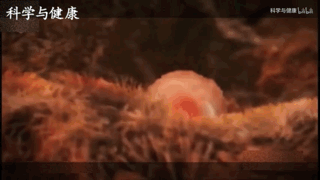 宮外孕是什么？