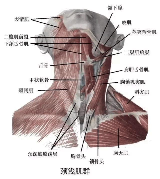 如何預(yù)防肌肉勞損與頸椎?。? />                    <h6 class=