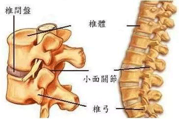 如何預(yù)防腰椎壓迫坐骨神經(jīng)(jīng)？