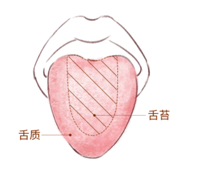 一看就懂！簡(jiǎn)(jiǎn)單實(shí)(shí)用的舌診圖譜，教你快速?gòu)?方面辨別疾?。ǘ鄨D教學(xué)(xué)?。? />                    <h6 class=